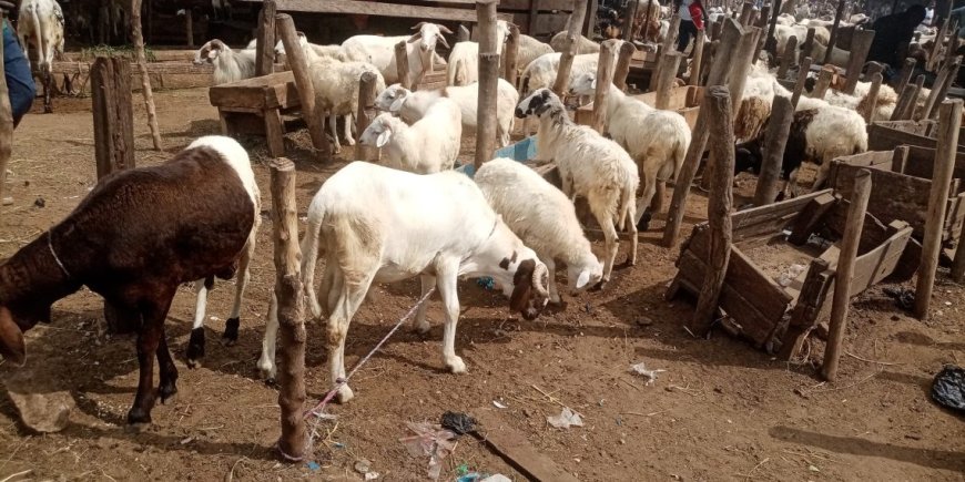 Livestock Traders Lament Impact Of Exchange Rate On Sales