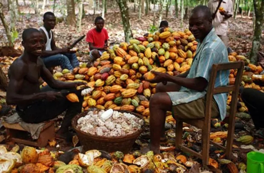 Ghana’s Cocoa Export Revenue Drops