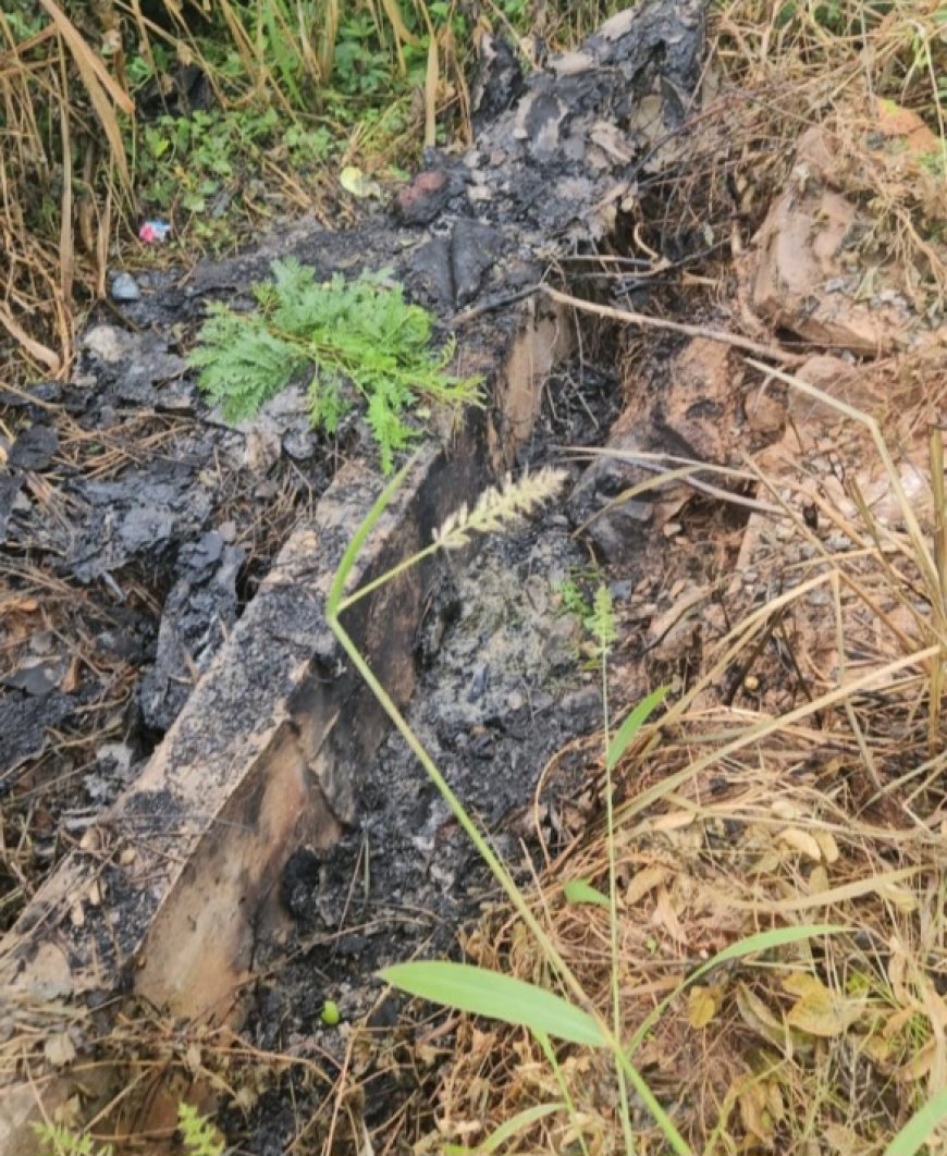 Burnt Body Of Missing Immigration Officer Found At Kwabenya