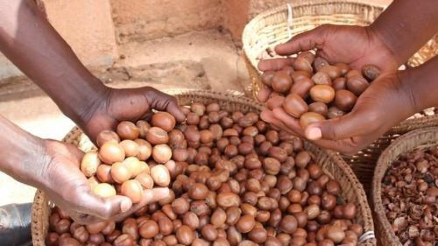 Ghana Targets $640 Million Annual Revenue From Shea Under 24 Hour Economy Push