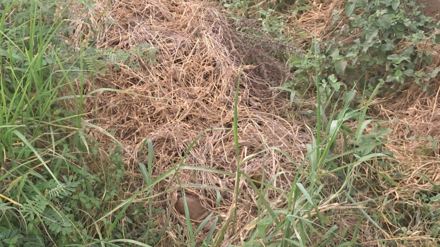 Man Murdered, Buried Under Grass At Gomoa Mamfam
