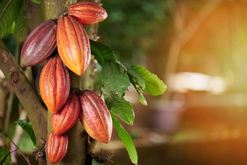 Producer Price Of Cocoa Increased From $3,100 To $5,040 Effective August 7 – Ato Forson
