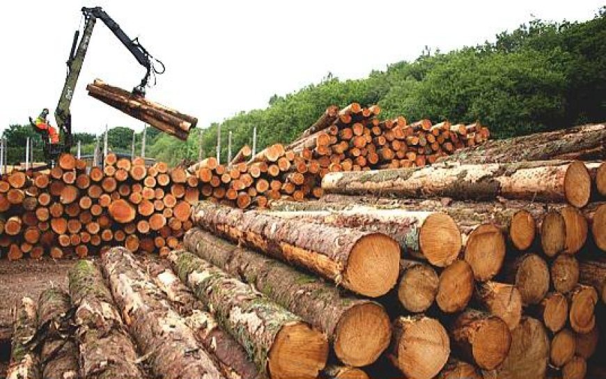 Ghana Becomes First African Nation To Export Timber To EU Under FLEGT License