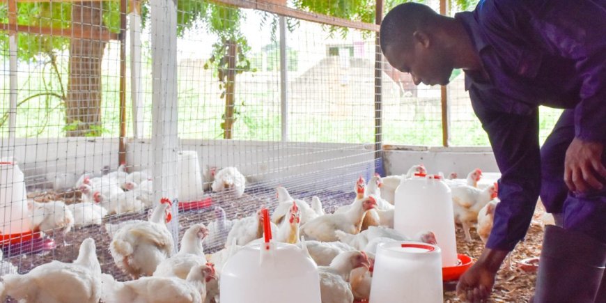 Poultry Farmers Demand Update On Nkoko Nkitinkiti Project