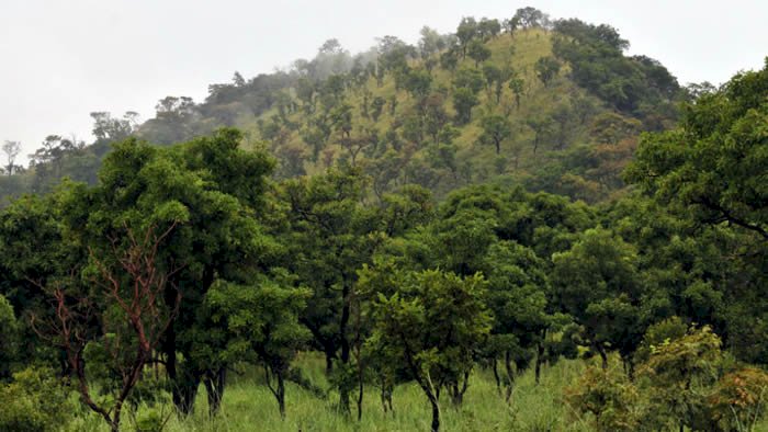 Ghana has less than 20% real forest - Expert