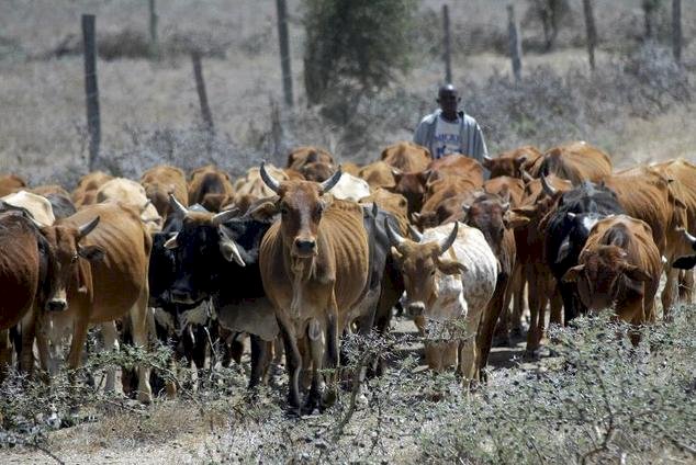 Police Recover 36 Cows, Arrest Rustlers