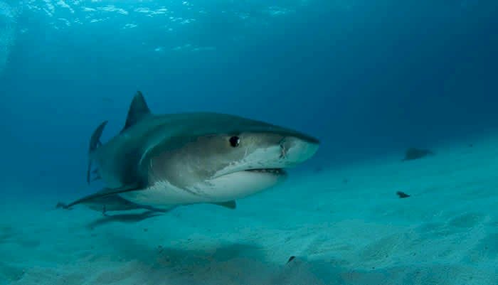 Queensland shark attack: Two British men injured at tourist spot