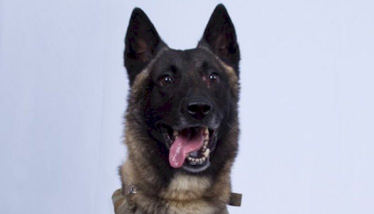 Here’s the US military dog that helped take down ISIS leader Baghdadi