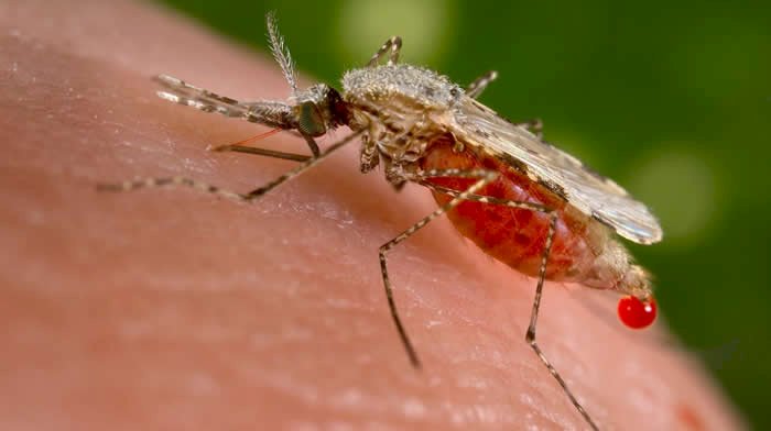 Nigeria tops in malaria related deaths globally