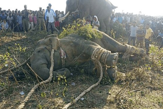 Elephant named after Osama bin Laden kills five people in India