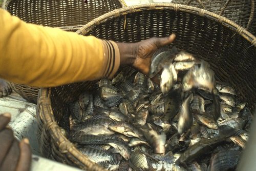 UDS/China offers training on aquaculture to boost tilapia production