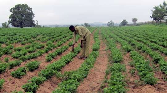 Completion of irrigation project has increased our production – Dawa Farmers