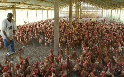 Poultry Farmers Beg Gov’t To Also Reduce Chicken Imports