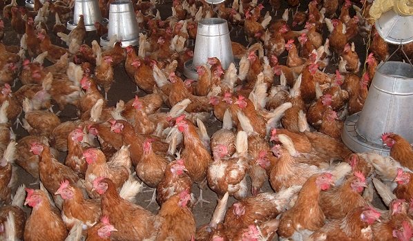 Public urged to consume locally produced poultry