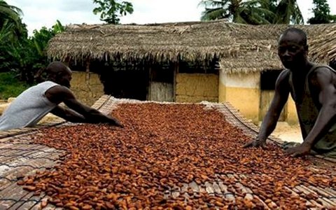 94% of cocoa farmers not satisfied with producer price for cocoa - Survey