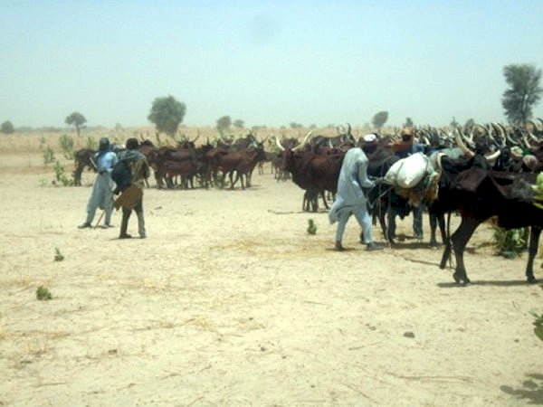 Three arrested in Borno with cows stolen by Boko Haram