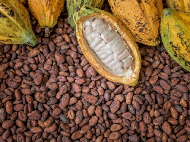 Ivory Coast's cocoa boosted by mild Harmattan, farmers say