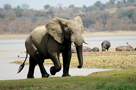 Elephant Kills Woman As She Collects Firewood