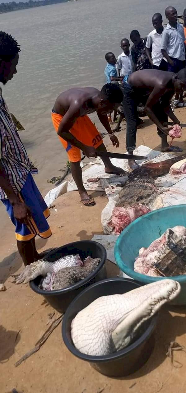 Crocodile caught, butchered for meat in Bayelsa
