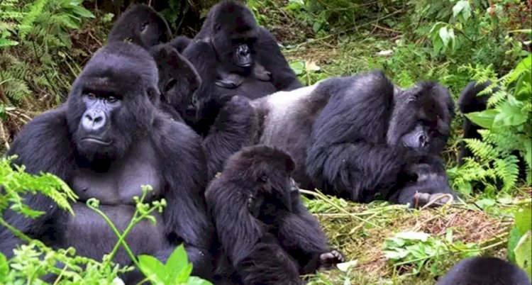 Rwanda suspends tourism, research activities from three national parks