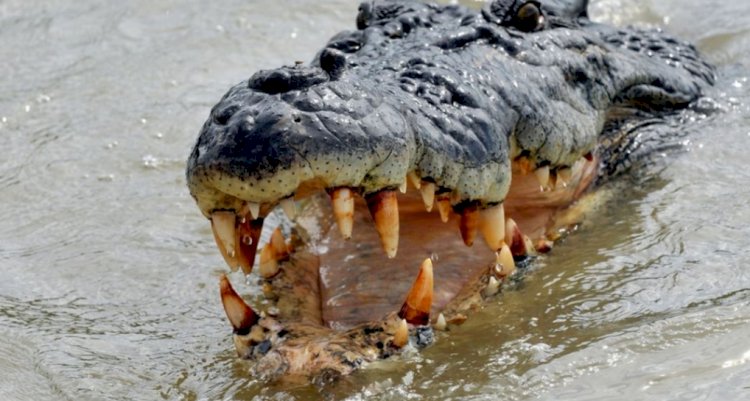 Man killed and eaten by crocodile after defying COVID-19 lockdown measures in Rwanda