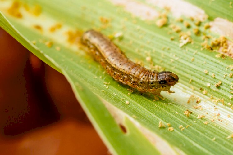 Fall armyworms are back - Agric ministry warns farmers