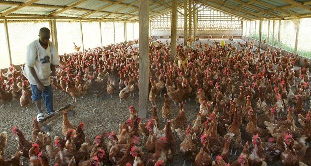 Poultry farmers appeal for government support