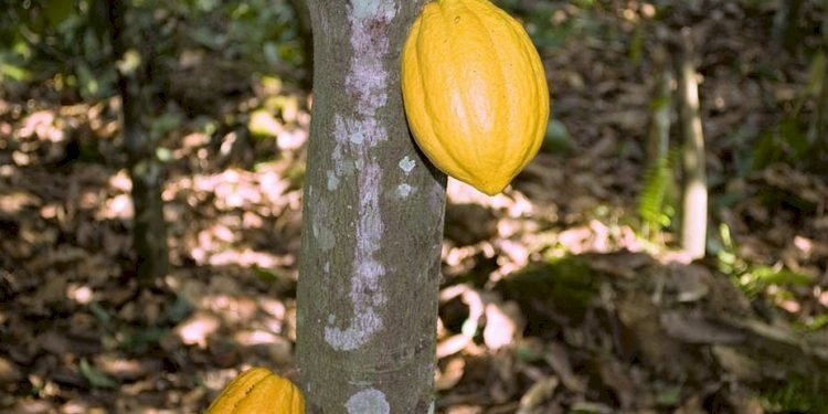 COCOBOD hopeful cocoa season won’t be impacted by Coronavirus