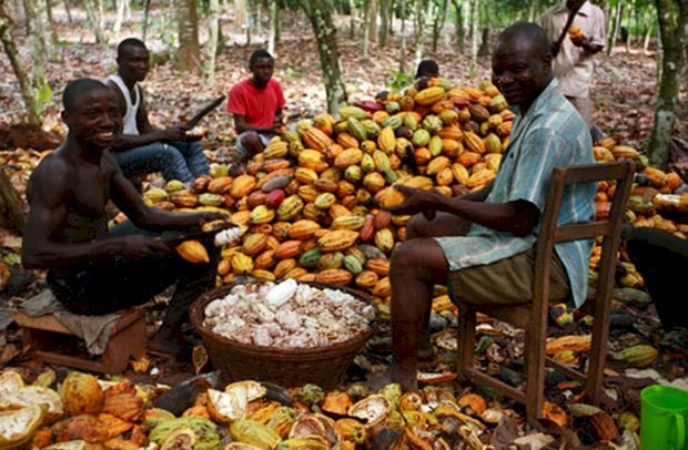 Nyonkopa, Bc Ghana Support Cocoa Farmers