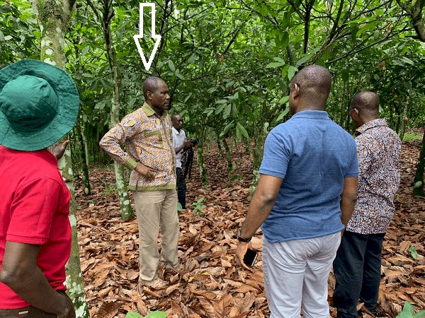 COCOBOD CEO alarmed over destruction of cocoa farms