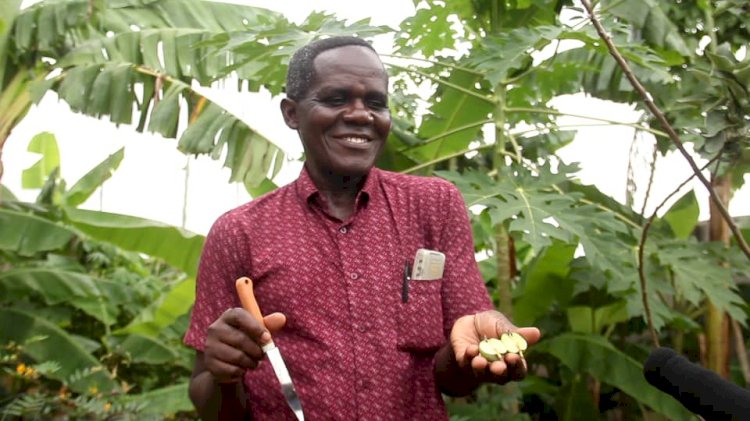 Scientists at CSIR-CRI confirm Atimatim Taaboum Apple Tree