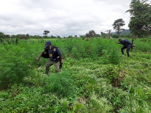 Police Uncovers Marijuana Enclave In Volta Region