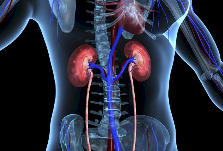 Habits That Destroy The Kidneys