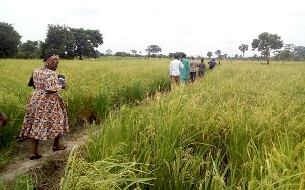 V/R: 600 Rice Farmers Have Lost Rice Farms To Drought In Ketu South