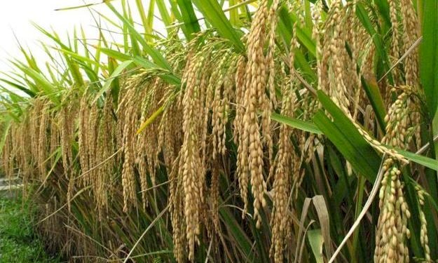 250 Farmers Forced To Abandon 750 Acre Rice Farms In Fumbisi