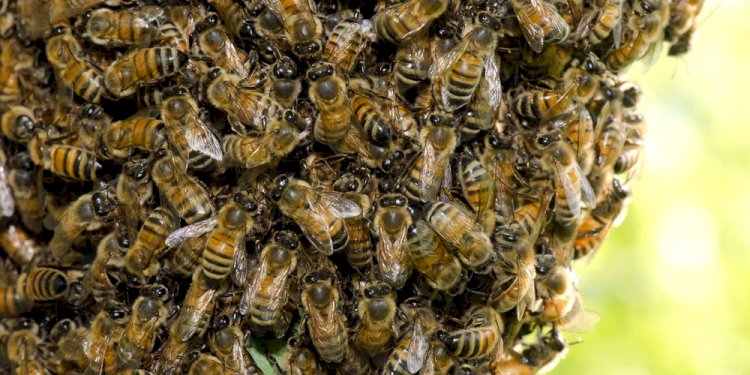 C/R: Bees Kill Two Children At Awutu Senya