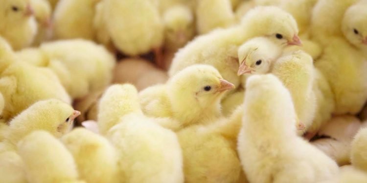 Ghana Bans Importation Of Day Old Chicks, Poultry Products From The UK, Oher Countries