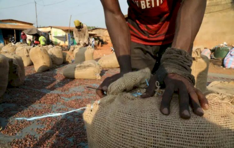 EU tells Ivory Coast To Brace For Stricter Cocoa Laws