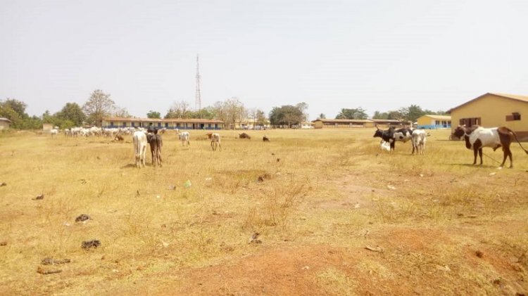 Cattle Invasion Affecting Academic Work In Schools At Wenchi