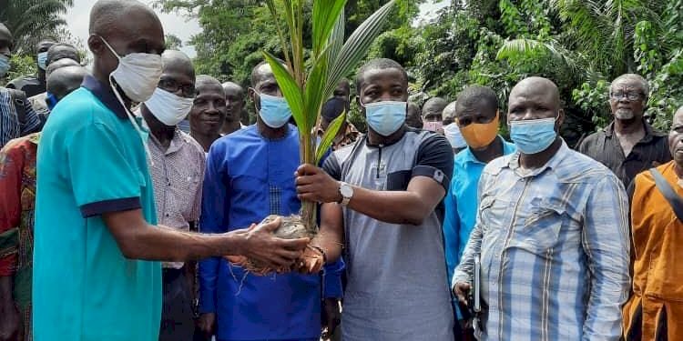 Adansi Akrofuom: DCE, MP Donate Cocunut Seedlings To Farmers