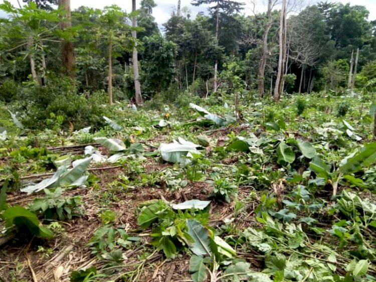 Force Illegal Miners In Forest Reserves To Reclaim Degraded lands - Small Scale Miners