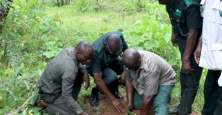 Mole National Park Takes Delivery Of 15,000 Seedlings Under Green Ghana Project