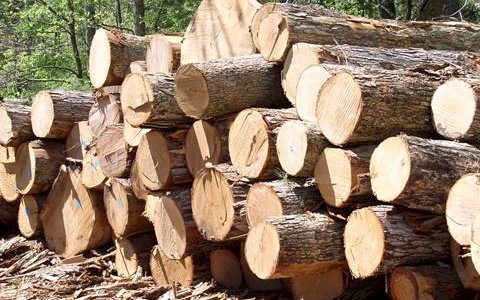 2 Trucks Of Rosewood Impounded In Savannah Region