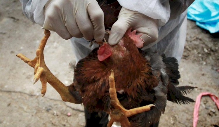 Bird Flu Hits Accra, Volta And Central Regions