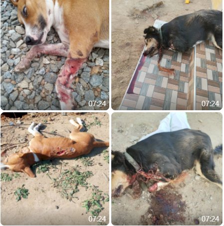 Awutu Bereku: Youth On Rampage As Fetish Priest Guns Down Over 100 Dogs