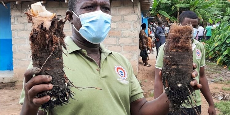 Gomoa Central Farmers Introduced To Four New Varieties Of Taro