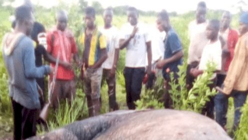 Farmer Killed By Elephants In East Mamprusi
