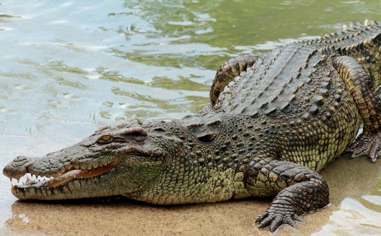 Tempane Floods: Crocodiles Invading Homes; MP Calls For Help