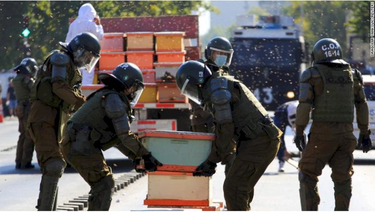 Chile: 10,000 Bees Join Protest , 7 Police Officers Stung