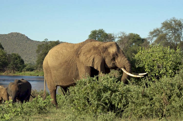 Zangbeyire: Residents Bemoan Increase In Elephant Invasion